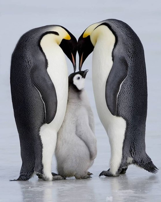 Очаровательные пингвинята