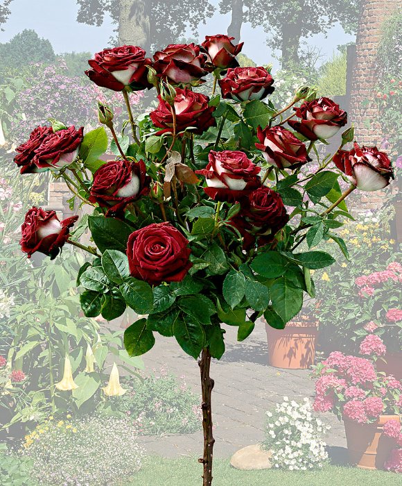 Удивительные розы сорта Osiria