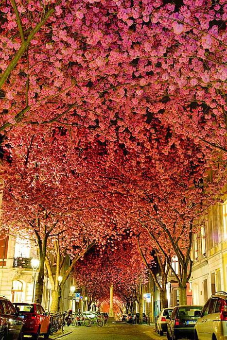Самые красивые цветущие вишни по всему миру