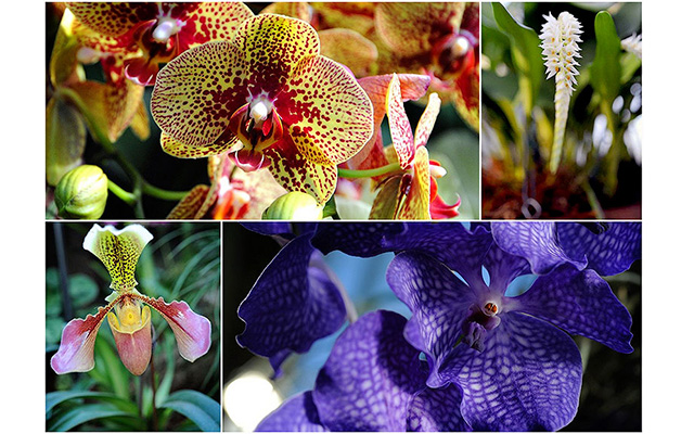 Фестиваль  Экзотические орхидеи