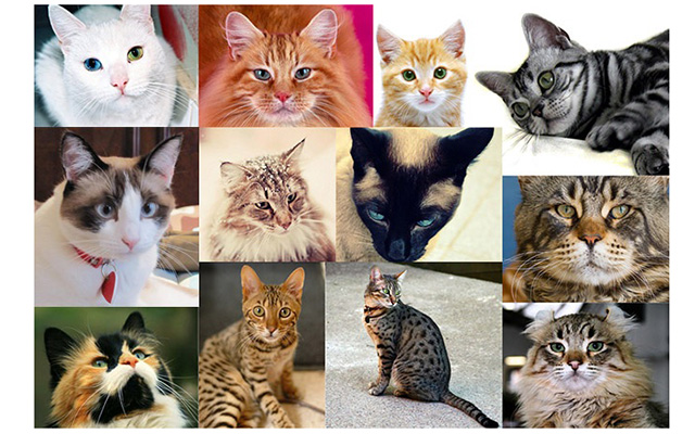 Самые красивые кошки в мире 