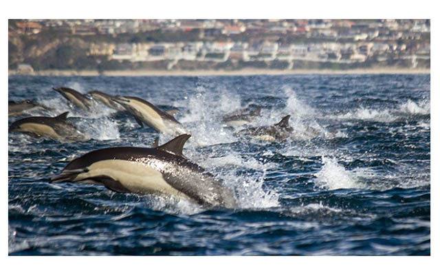 Более 100 тысяч дельфинов у берегов Сан-Диего (видео)