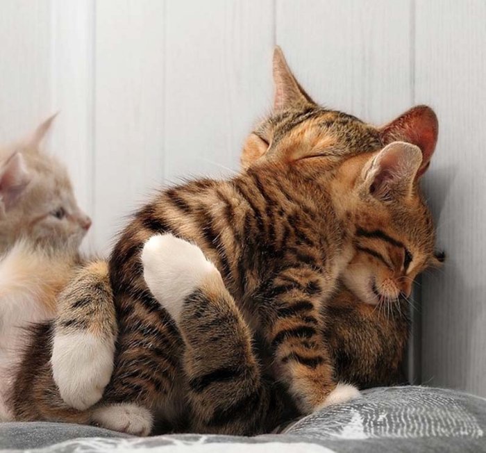 Учимся обниматься у кошек.