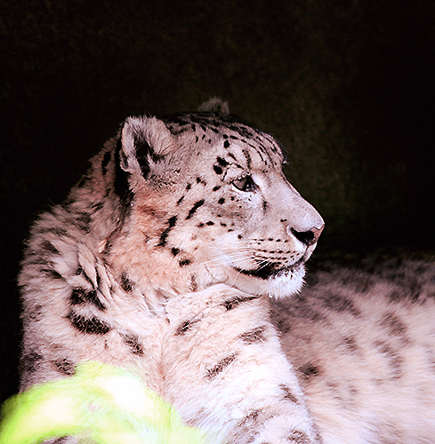 Леопард ♫ Glamurik ♫