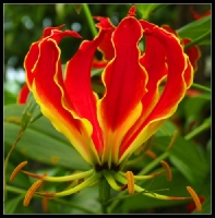 Flame Lilly *
