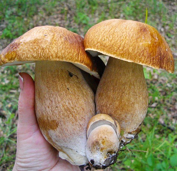 Август - грибной сезон lasunka