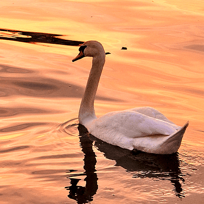 Лебедь на закате Valentinka