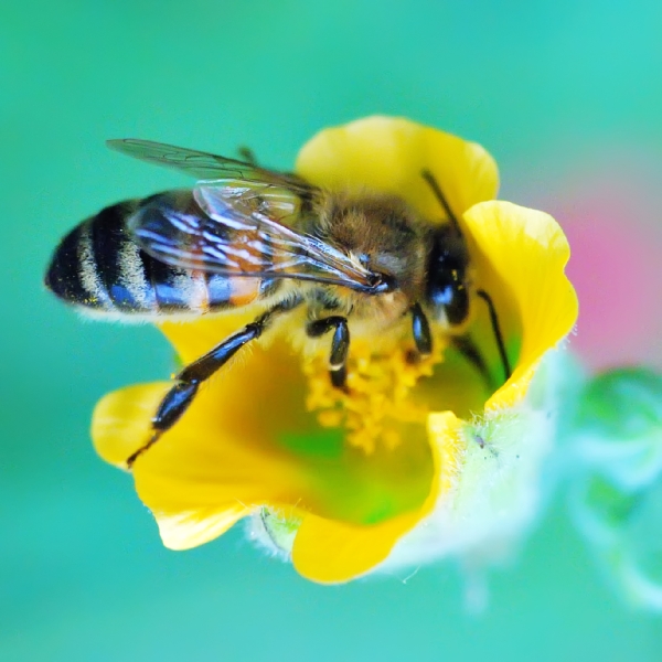 Пчела Valiant(кися)