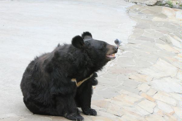 Медведь Галка