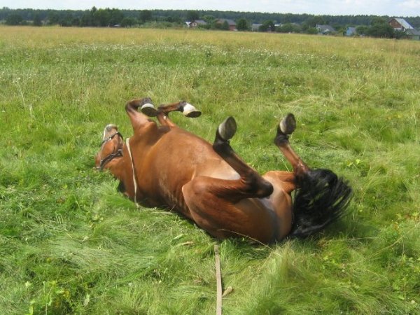 Вот так лошади загорают летом на вкусной деревенской травке и теплом солнышке Sabine