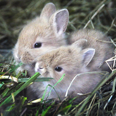 кролики.jpg