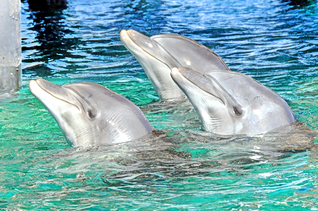 дельфины.png