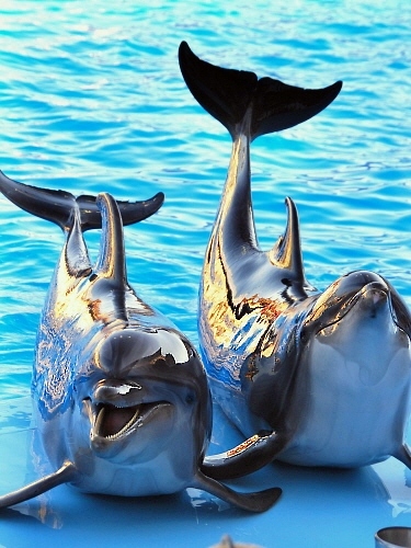 дельфины1.jpg