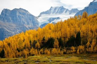 larches by Orion.jpg