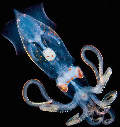Светящиеся существа из морских глубин