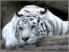 Белый Тигр 37213