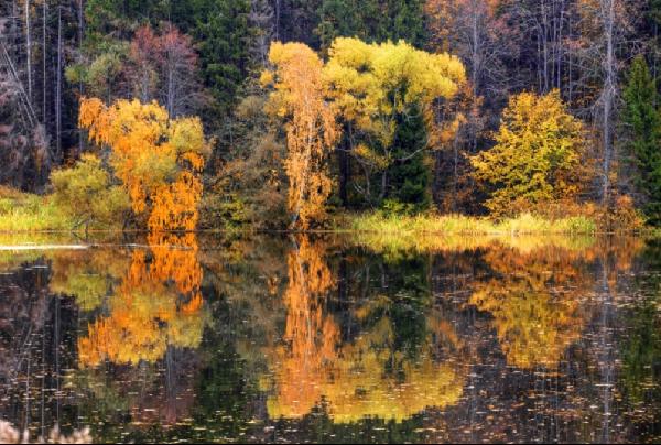 Лесной пейзаж с отражением в озере julevna