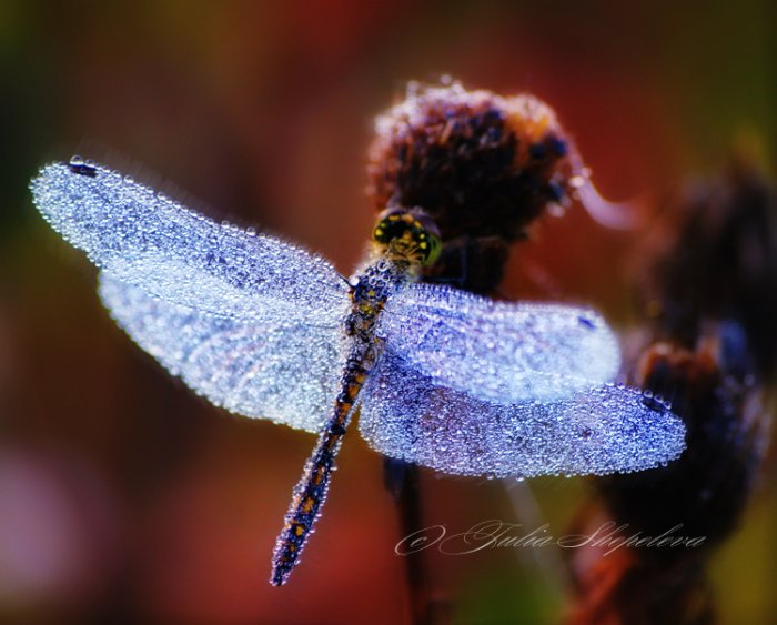 dragonfly_in_dew-sm.jpg