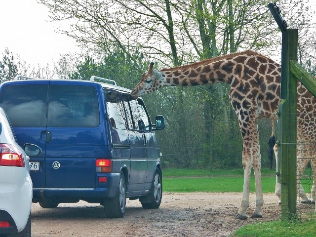 Оказывается, жирафы очень любят пожевать резинки от автомобильных стекол.  Ктотута