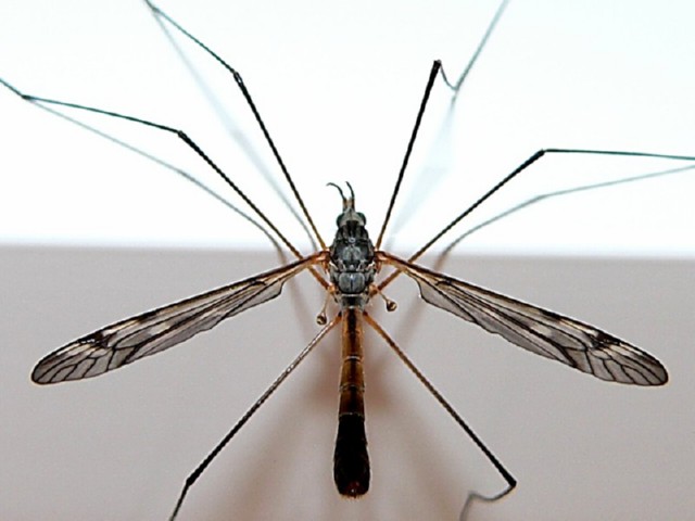 Как спастись от комаров