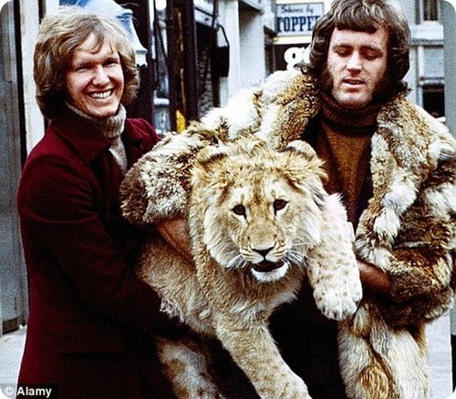 Воспитана львом. Лев Кристиан. Кто из российских звезд встречался со львом. Lion Pet. Семья воспитывающая Льва в 80 года.
