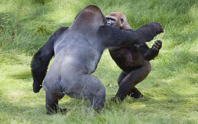 Встреча двух братьев-горилл после долгой разлуки