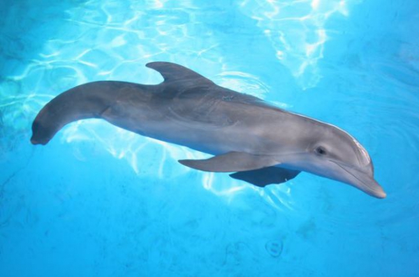 История дельфина Винтера (Winter) 