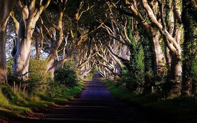 Лес где дерево на дереве стоит. Аллея дарк Хеджес Великобритания. Буковая аллея в Ирландии. Темная аллея Северная Ирландия. Дарк Хеджес Северная Ирландия.