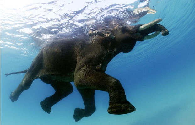 Плавающий слон Андаманских островов