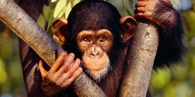 Почему сейчас обезьяны не превращаются в человека?