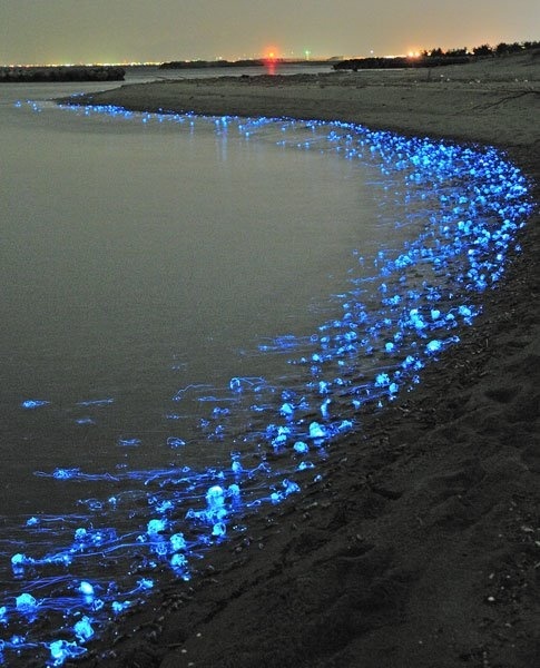 Светящиеся медузы на Тояма Бэй, Япония 