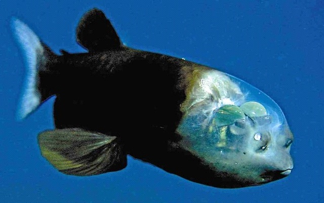 Рыбка с прозрачной головой (видео)