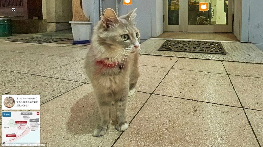 В Японии создали Cat Street View — уличные панорамы для котов