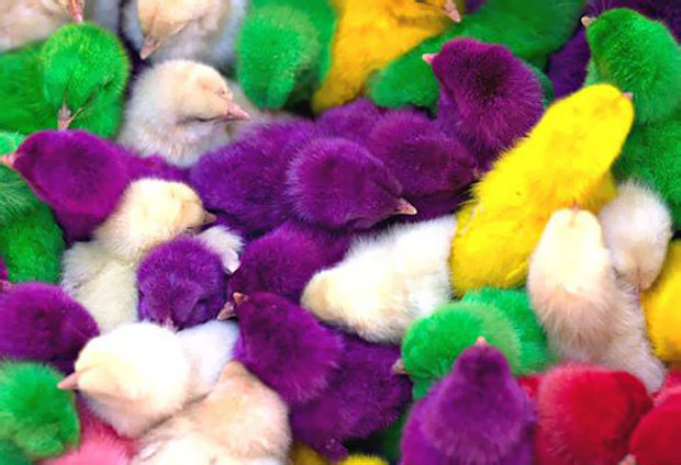 Крашеные живые цыплята — хит Пасхи 2012