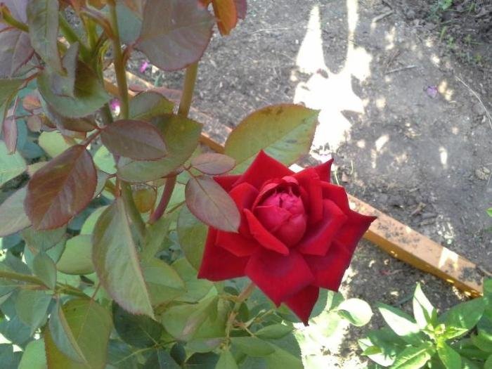 Розы в садах России
