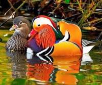 Mandarina duck 366549