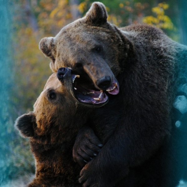 Медвежья нежность Page 404