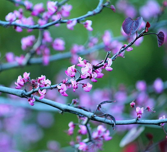 Апрель - месяц цветущих деревьев. AVA