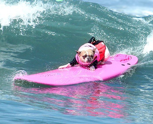 Каждый Июль у нас проходят ежегодные соревнования собак - сёрфингистов. AVA