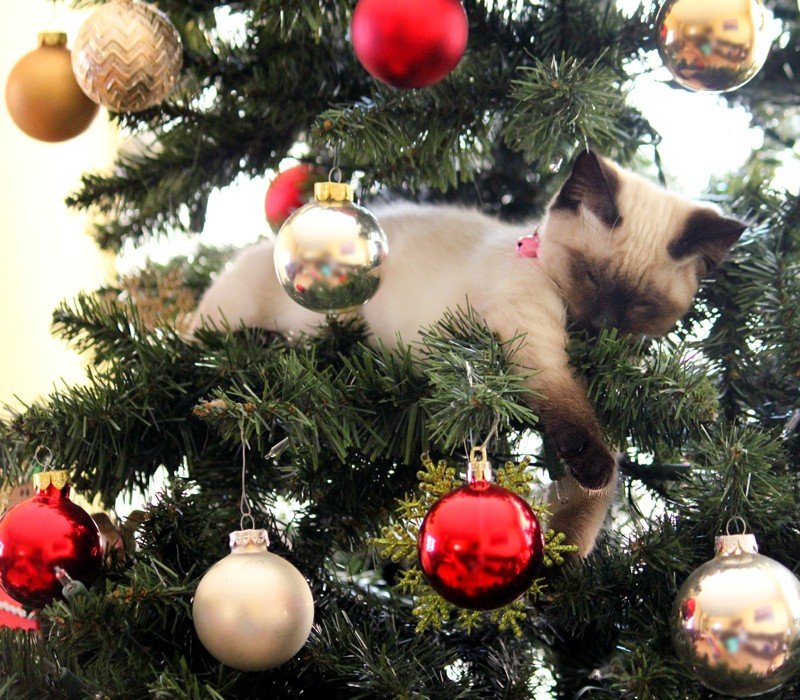В Декабре коты гнездятся на новогодних елках:-) AVA