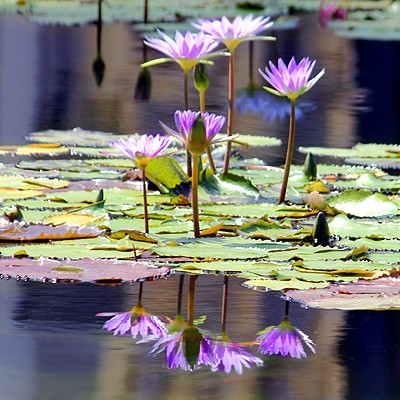 Цветы и их отражение в водоеме AVA