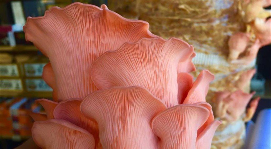 Ароматизированные грибы входят в моду