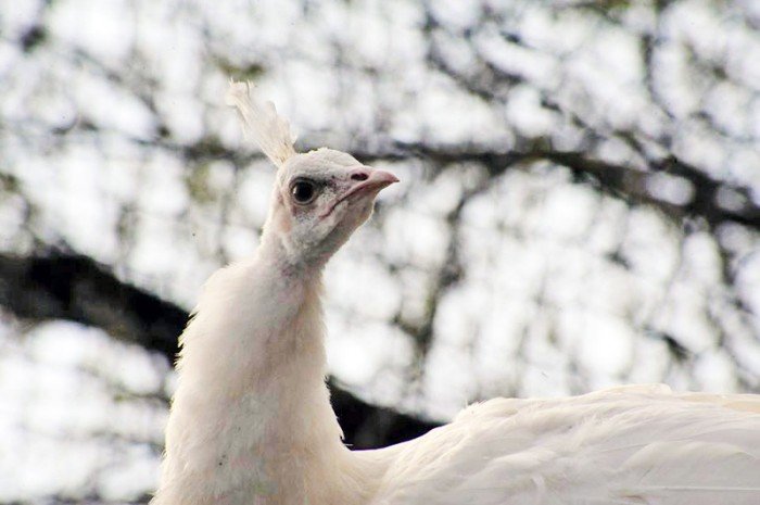 В Московском зоопарке появился белый павлин