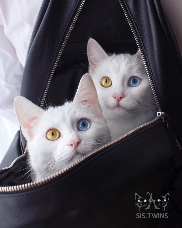 О Петербургских кошках-близнецах узнали за границей