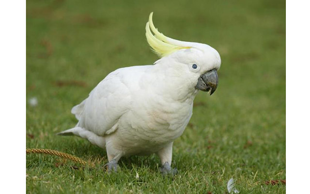 Какаду ответы. Попугай Какаду. Белый желтохохлый Какаду. Попугай белый Какаду большой. Попугай Какаду белый с хохолком.