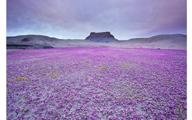 Цветок расцветает раз в год. Пустыня Анза Боррего Калифорния. Цветущая пустыня Анза Боррего. Цветущая пустыня Мохаве. Цветущая пустыня Атакама, Чили.