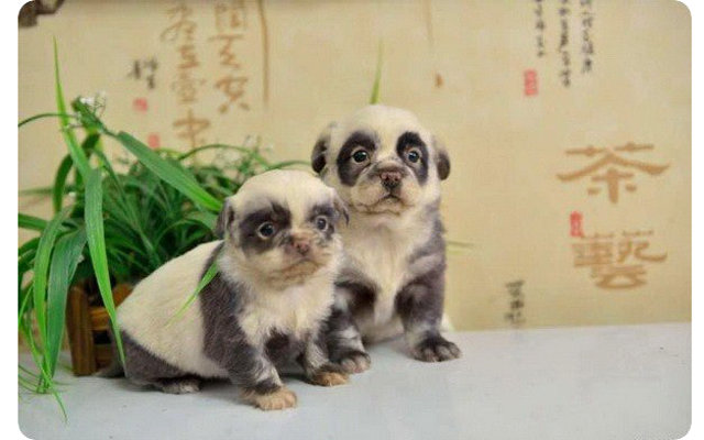Милые собаки, похожие на панду