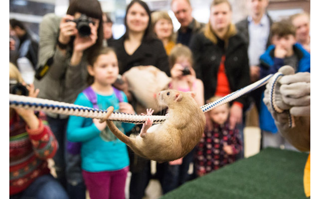 выставка животных в москве