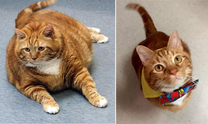 Толстый кот по кличке Тощий похудел на 10 килограммов