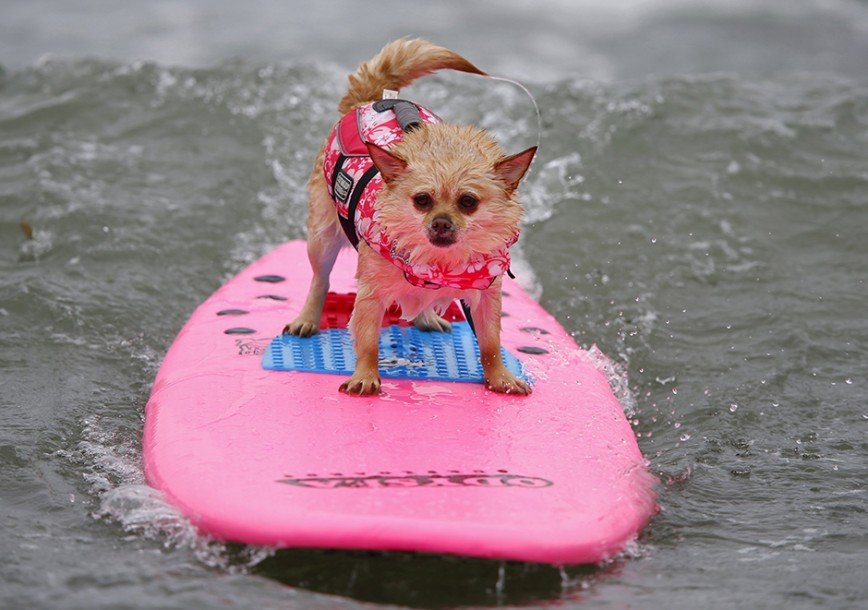 В США прошли соревнования по собачьему серфингу